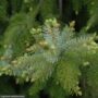 Serbian Spruce – Gotelli Weeping – #10 Container